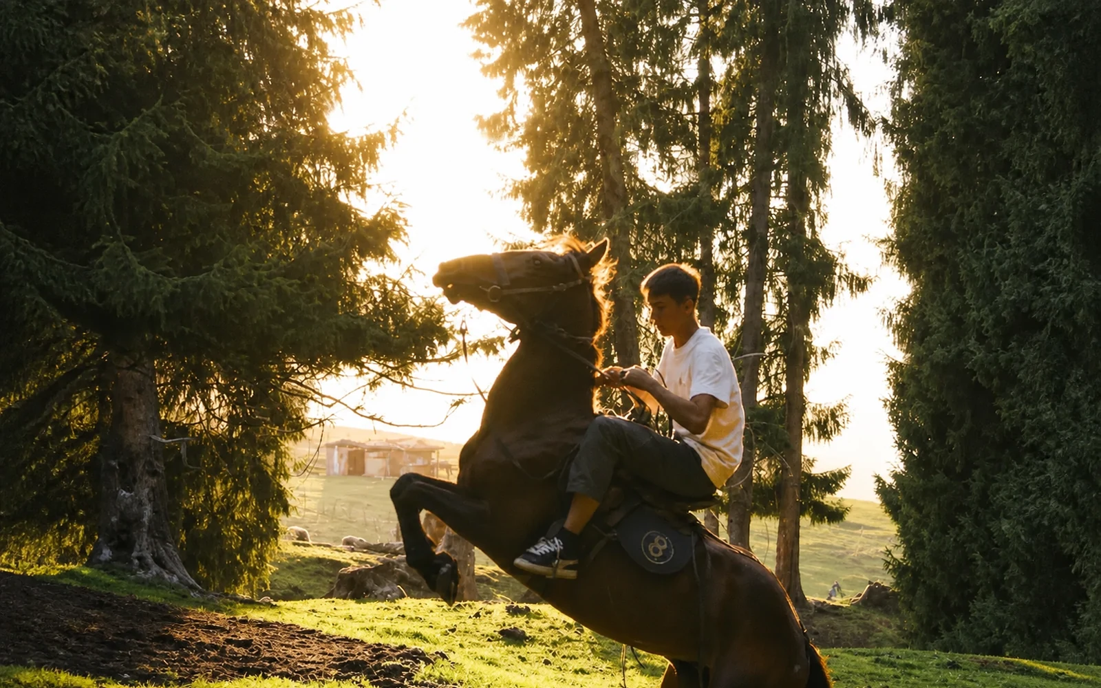 Horse rider in sunlit woodland during a Xinjiang summer journey