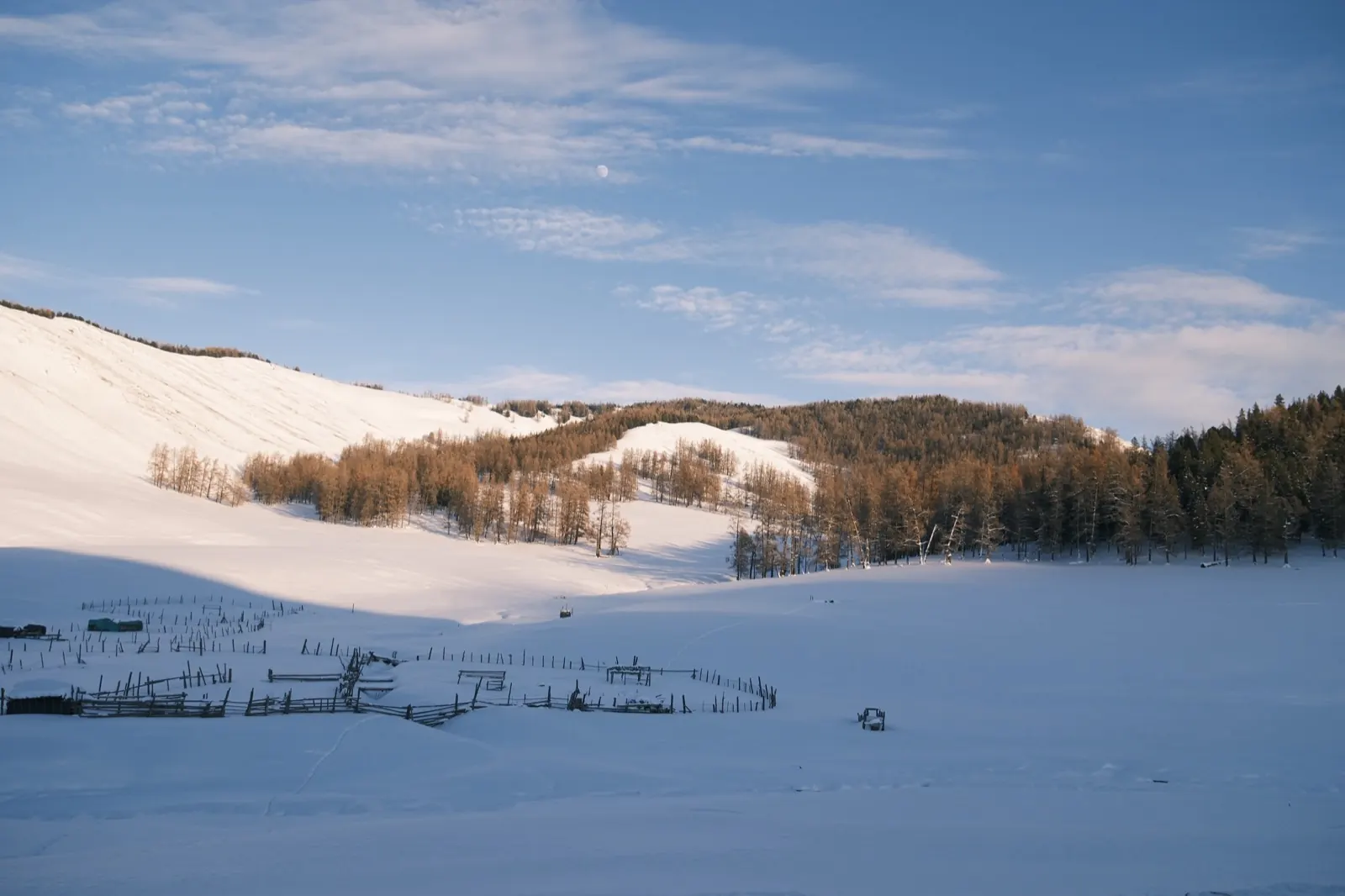 A quiet snow-covered pasture landscape