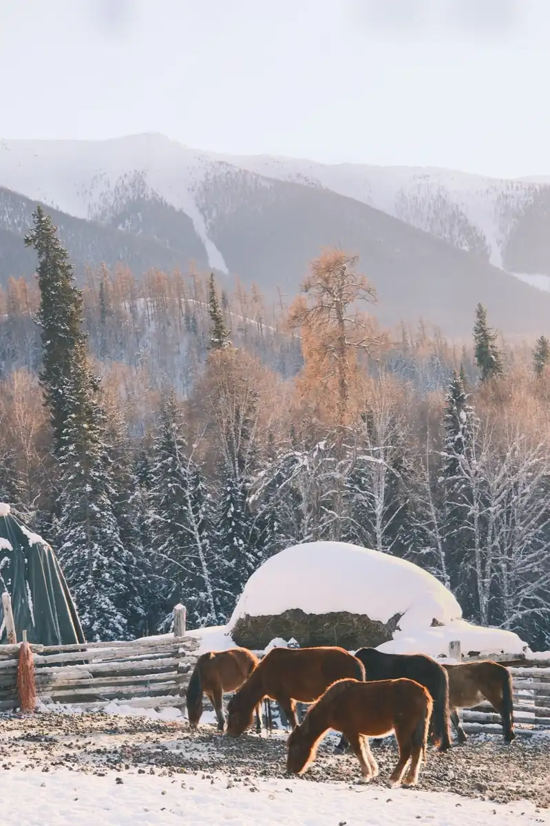 Horses in a winter pasture
