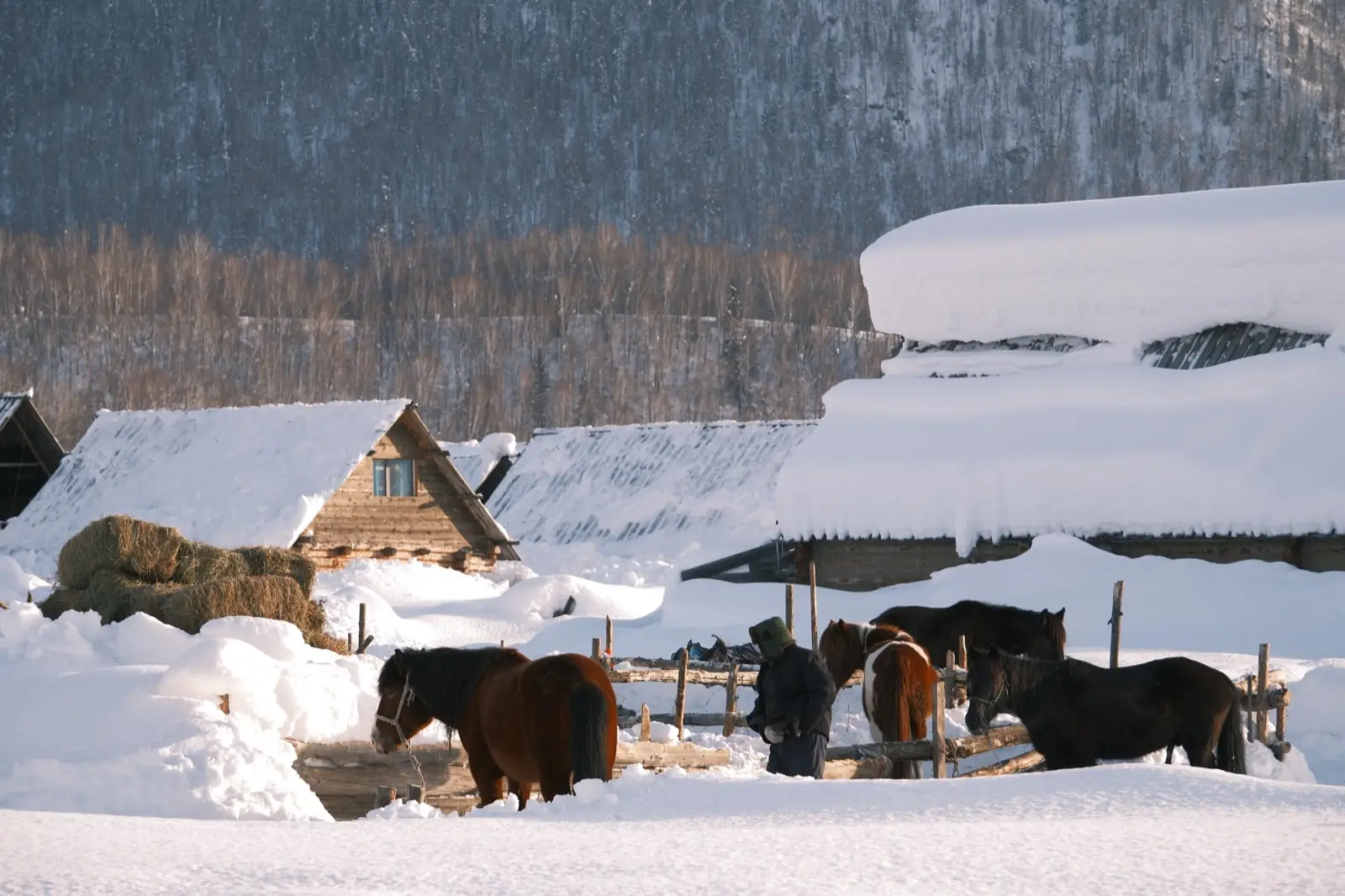 A snowy forest and pasture scene